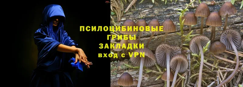 Псилоцибиновые грибы Psilocybine cubensis  Межгорье 